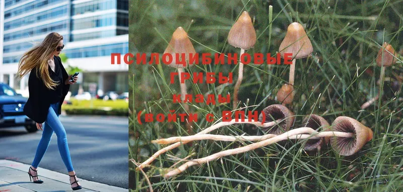 Галлюциногенные грибы Cubensis  ссылка на мегу вход  Рудня 